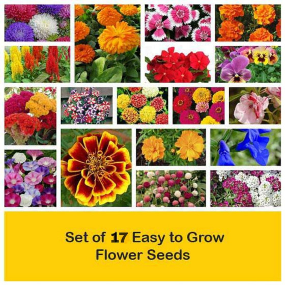 Bazodo Set of 17 Easy Grow Flower Seeds Combo Pack with Discount