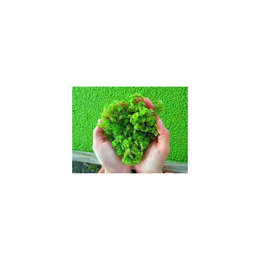 Azolla Bed-(12 x 4 x 1 ft) for Azolla Cultivation 400 GSM-Bazodo HDPE UV Treated 7 Years Life Quality