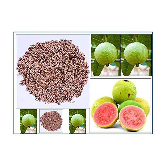Guava Fruit Seeds