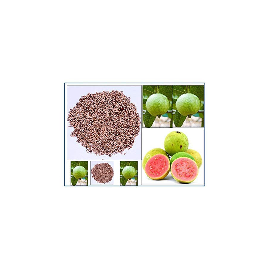 Guava Fruit Seeds
