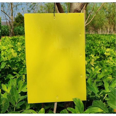Yellow Sticky Trap for Insect in Garden & Farm, Glue Trap/Fly Trap/Insect Catcher - Pack (5 Traps)
