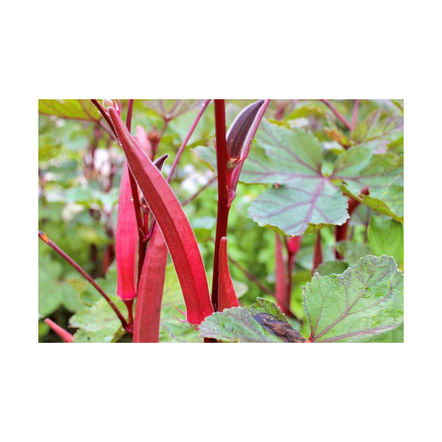 Red Okra (Red Ladies Finger) Long - Hybrid Seeds