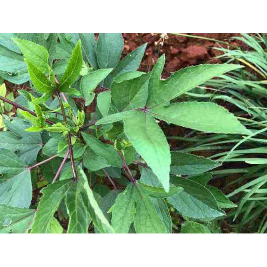 Gongura Seeds (Pulicha Keerai) - Fermented