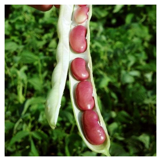 Red Beans (Kidney Beans) - OP Seeds