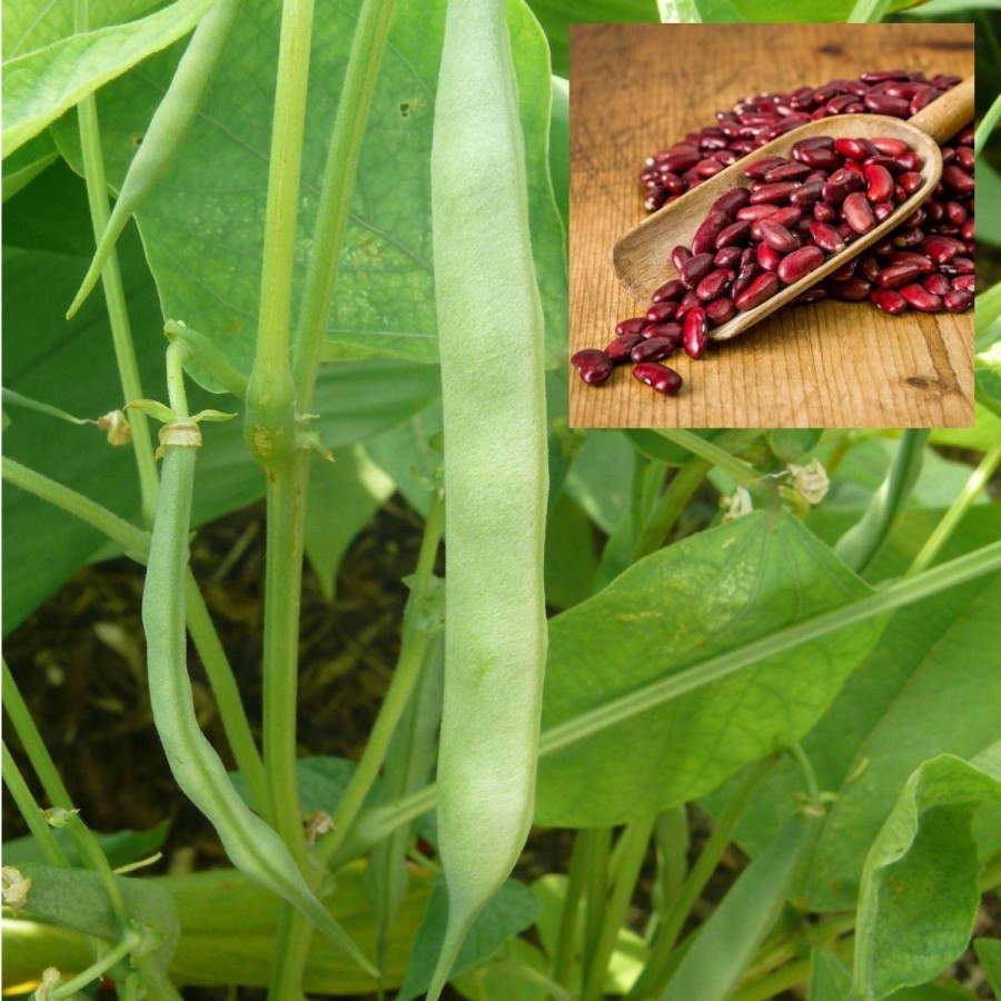 Red Beans (Kidney Beans) - OP Seeds