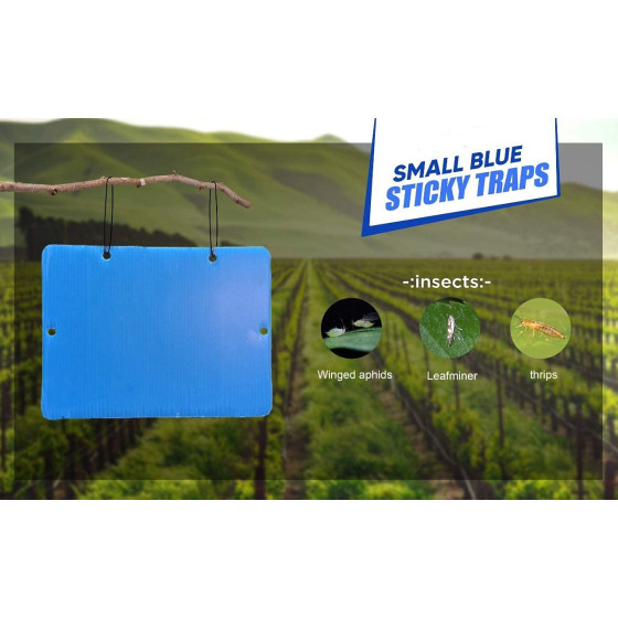 Blue Sticky Trap for Insect in Garden & Farm, Glue Trap/Fly Trap/Insect Catcher - Pack (5 Traps)