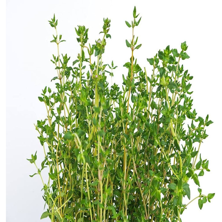 Thyme Seeds - Herbs