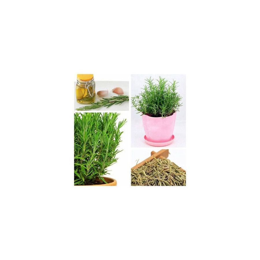 Rosemary Herb Seeds | Grow Your Own Rosemary Plant at Home | Buy Online
