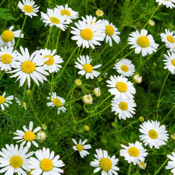 German Chamomile Herb Seeds | Grow Your Own Calming Tea Herb at Home
