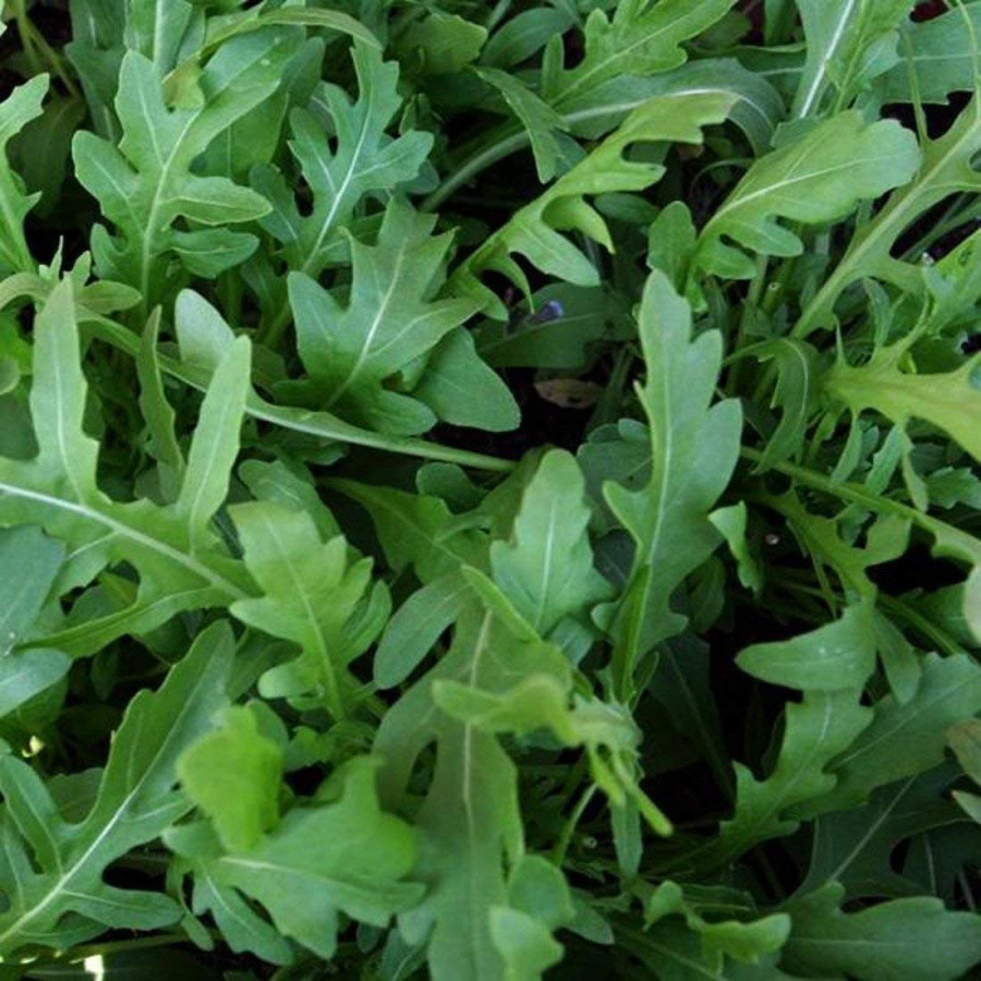 Wild Rocket (Arugula) Herb Seeds | Grow Your Own Arugula at Home