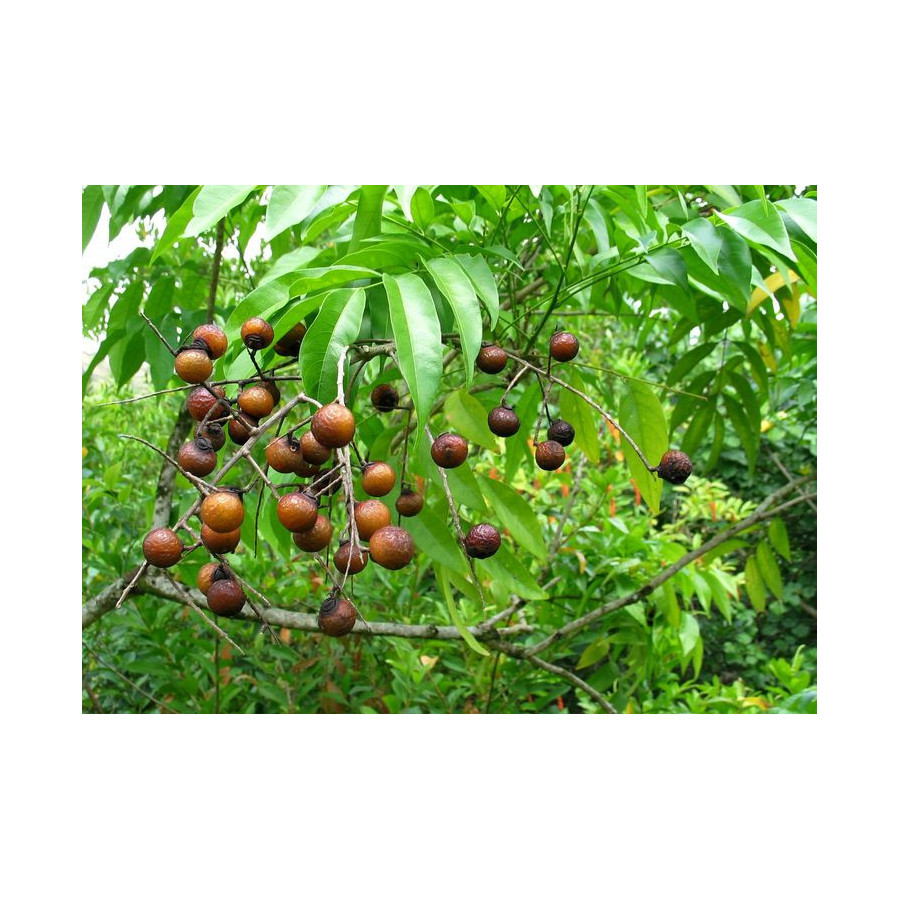 Soap Nut Tree Seeds