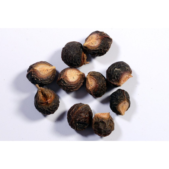 Soap Nut Tree Seeds