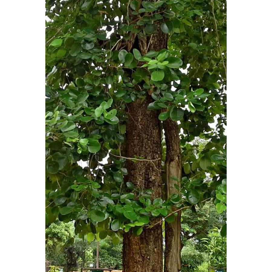 Pterocarpus Santalinus Red Sandalwood Plant, 10-15 Feet at Rs 25/plant in  Keolari