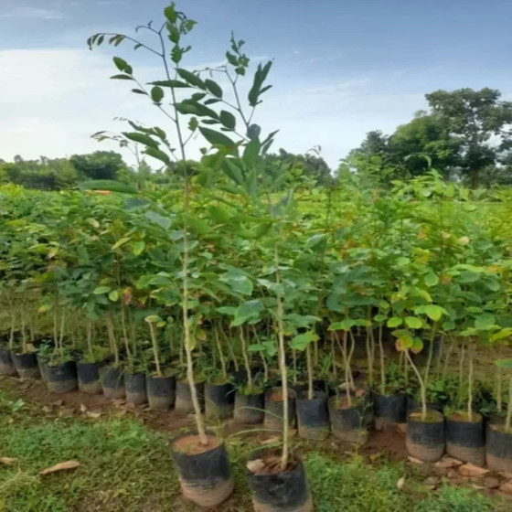 Vengai Tree Seeds for Sale | Pterocarpus Marsupium Seeds | Bazodo