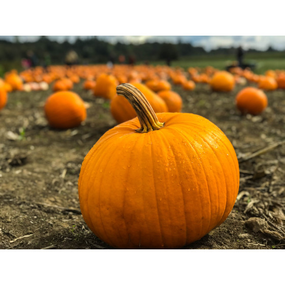 Pumpkin – 10 Seeds Packet