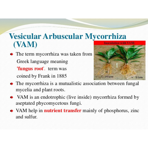 VAM Powder -(500 Grams &1kg)(Vascular arbusculat mycorrhiza)-Root growth Soultion