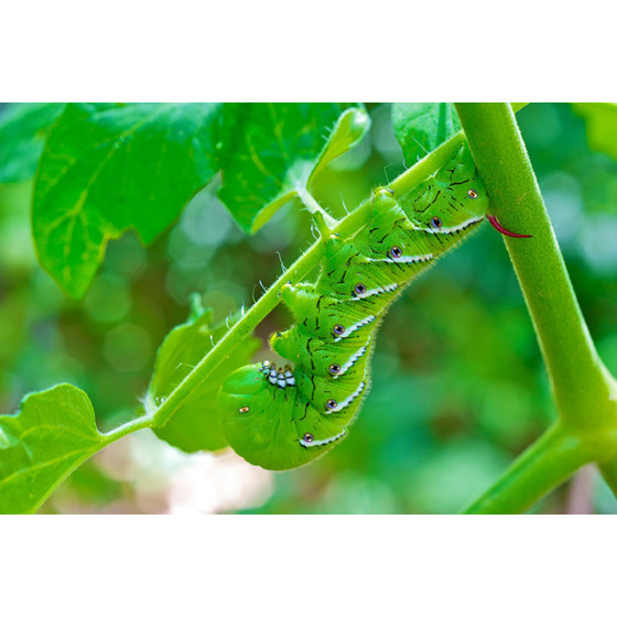 Bio Sucking Pest Controller Pesticide - 100 ml for Home Garden - Bazodo
