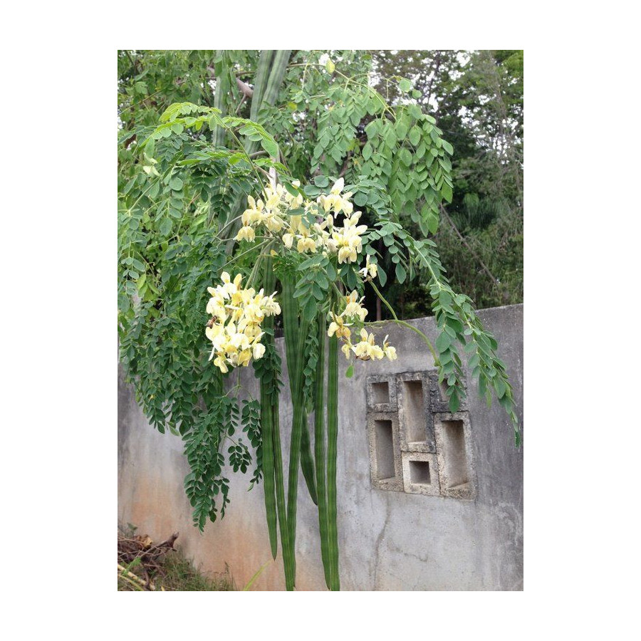 Moringa Seeds - Chedi Murungai(Drumstick)