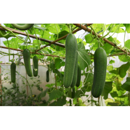 Cucumber Seeds - Country Variety