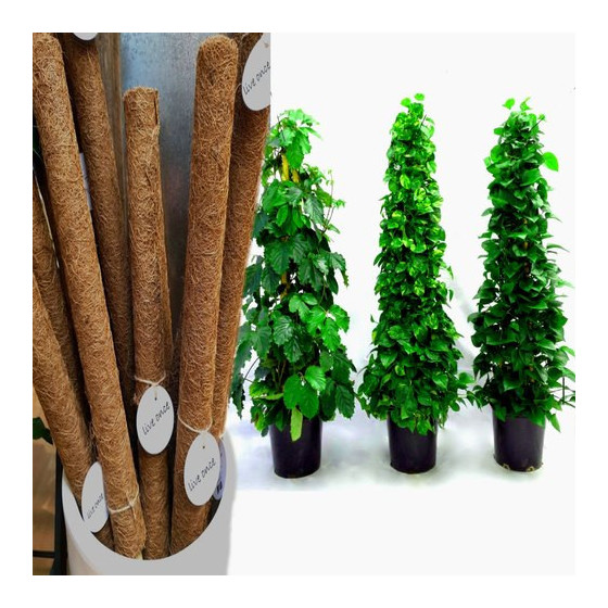 Coir Moss Stick Coco Pole for Money Plant- (1Ft & 2Ft & 3 Ft)