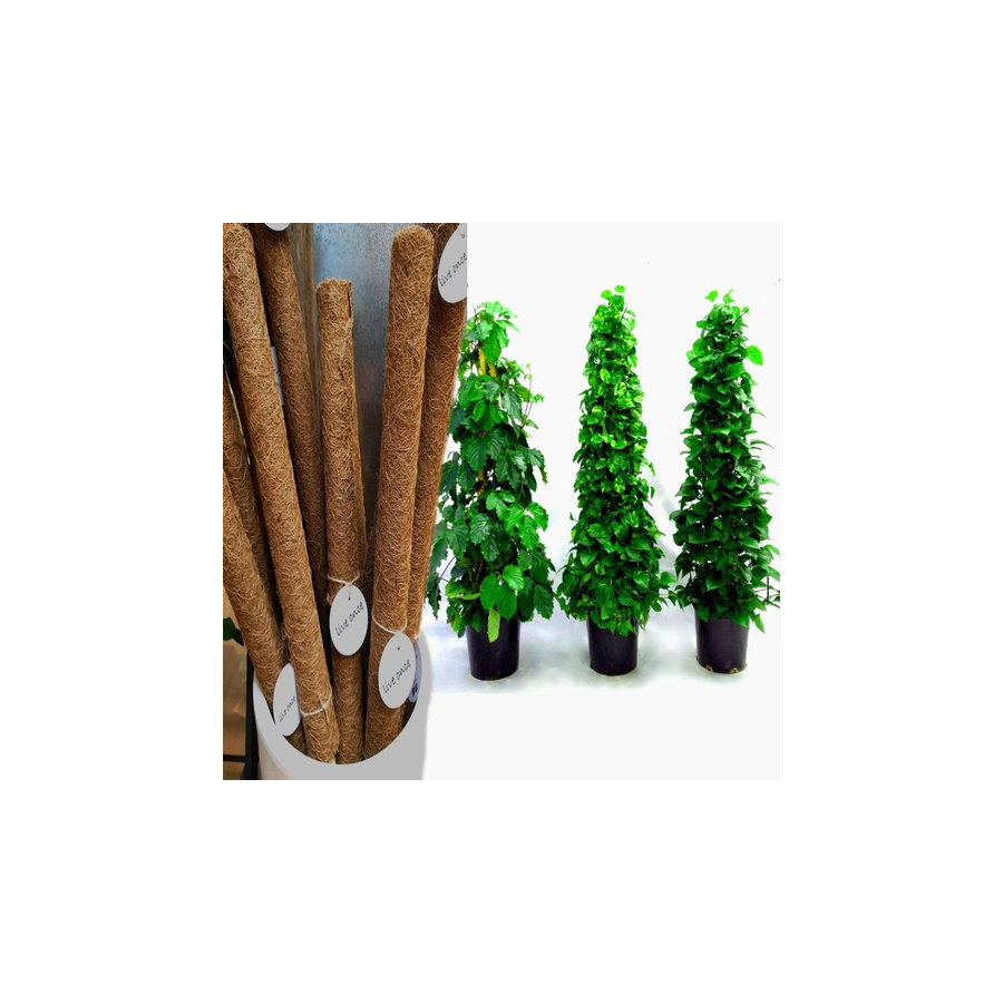 Coir Moss Stick Coco Pole for Money Plant- (1Ft & 2Ft & 3 Ft)