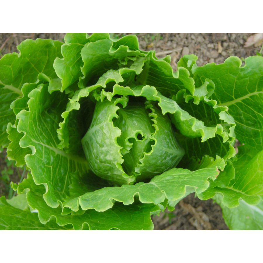 Lettuce Seeds - Greens