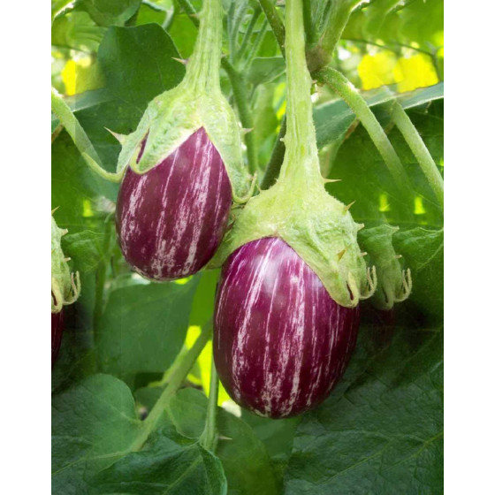 Native Country (Desi) Brinjal Seed