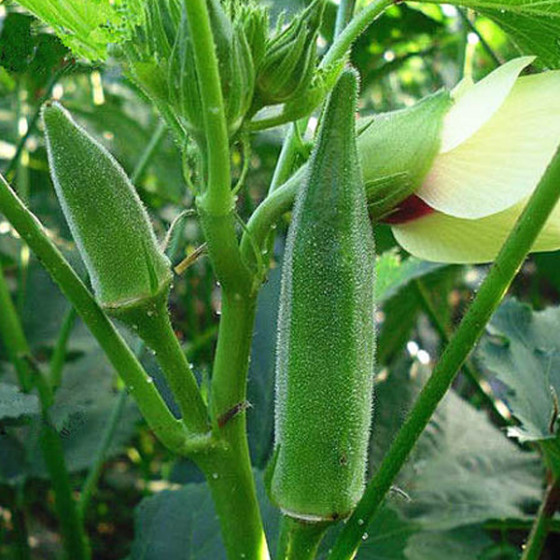 Native Country Okra(Ladies Finger)Seeds