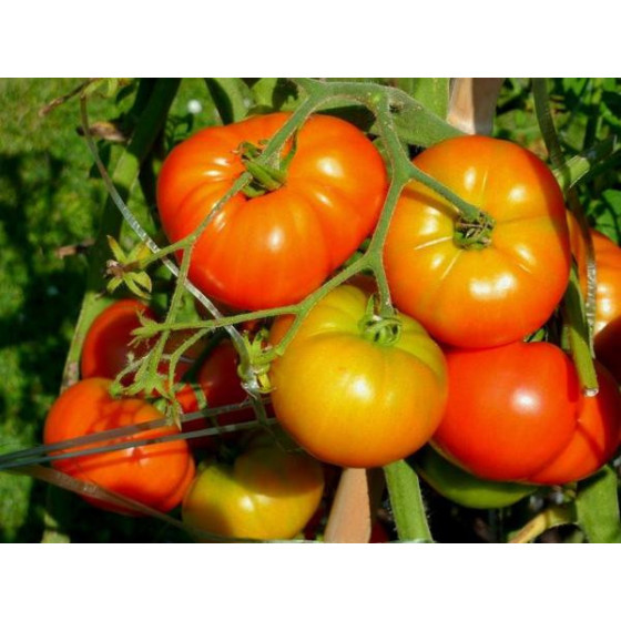 Native Country Tomato Seeds