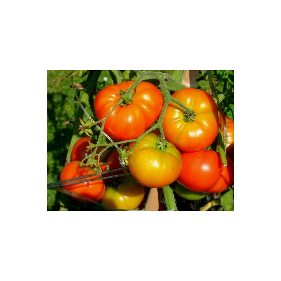 Native Country Tomato Seeds - Bazodo