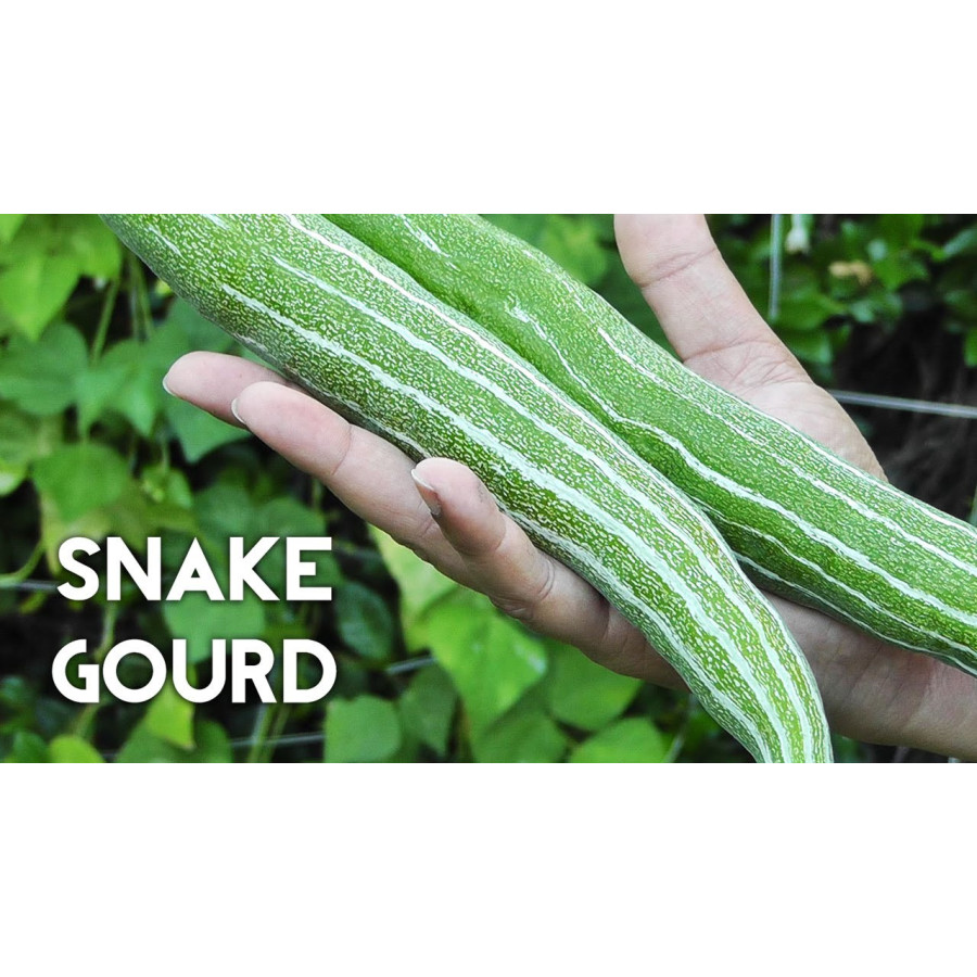 Native Country Snake Guard Seeds