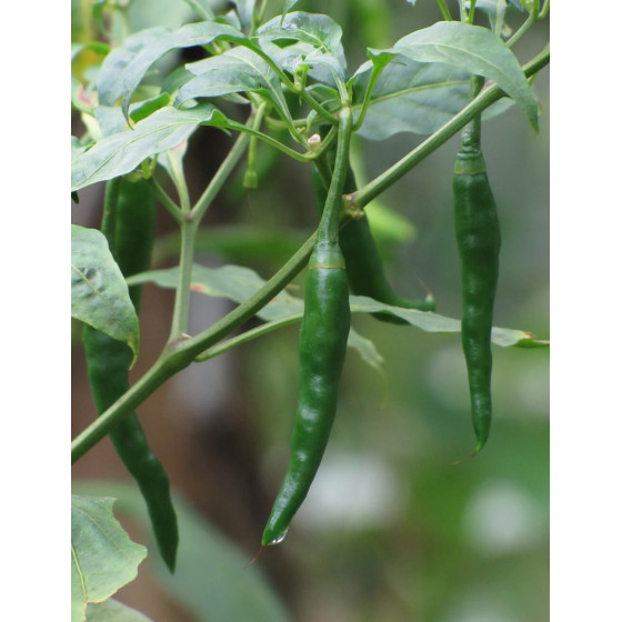 Native Country Chilli Seeds