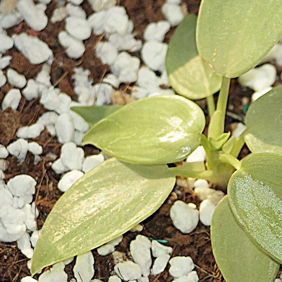 PERLITE - Hydroponics & Horticulture - Terrace Gardening Soil Conditioner - (250 grams) - Bazodo