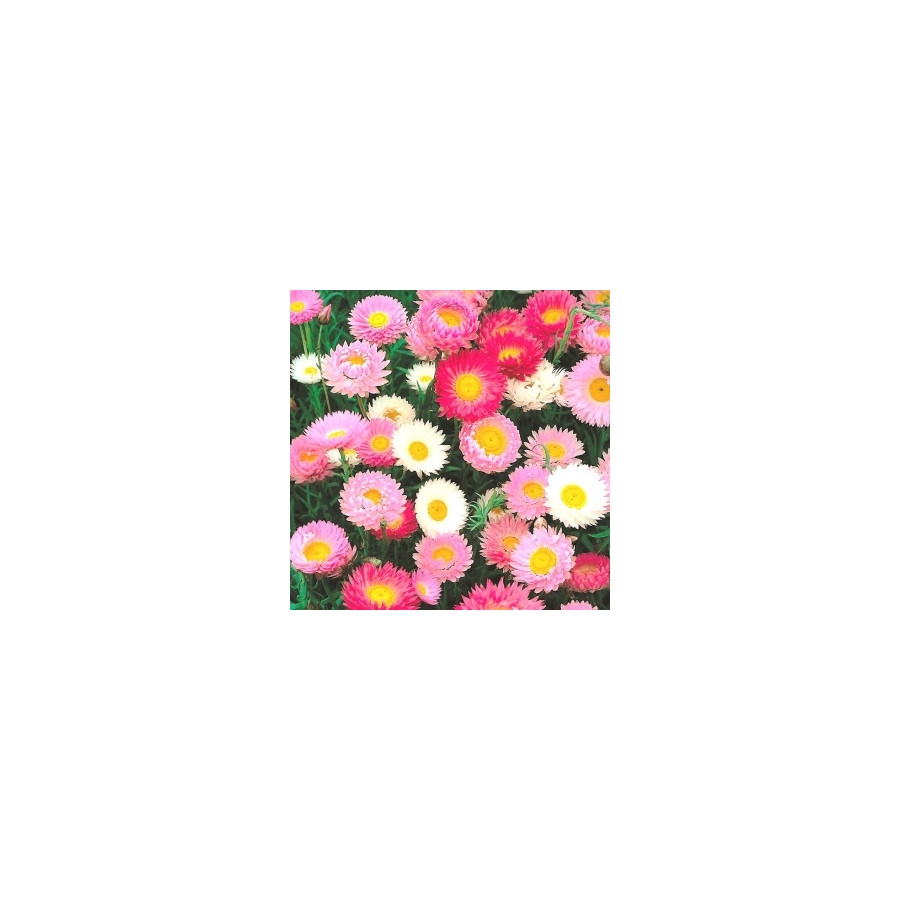 Acroclinium Roseum Flower Seeds - 100 Seeds Packet