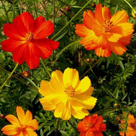 Cosmos Mixed Flower Seeds - 50 Seeds Packet