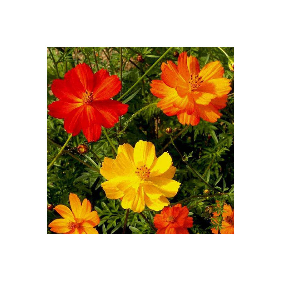 Cosmos Mixed Flower Seeds - 50 Seeds Packet
