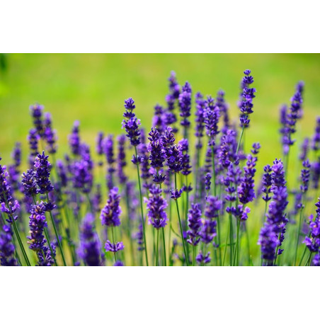 Lavender Dreamy Puple Flower Seeds-100 Seeds