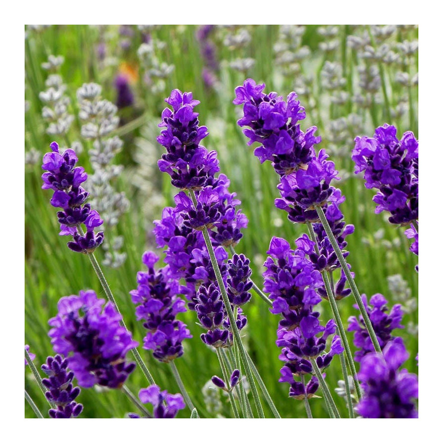 Lavender Dreamy Puple Flower Seeds-100 Seeds