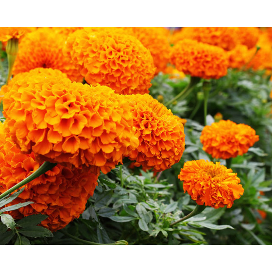 Marigold F1 Taishan Orange Colour Seeds - 80 Seeds Packet