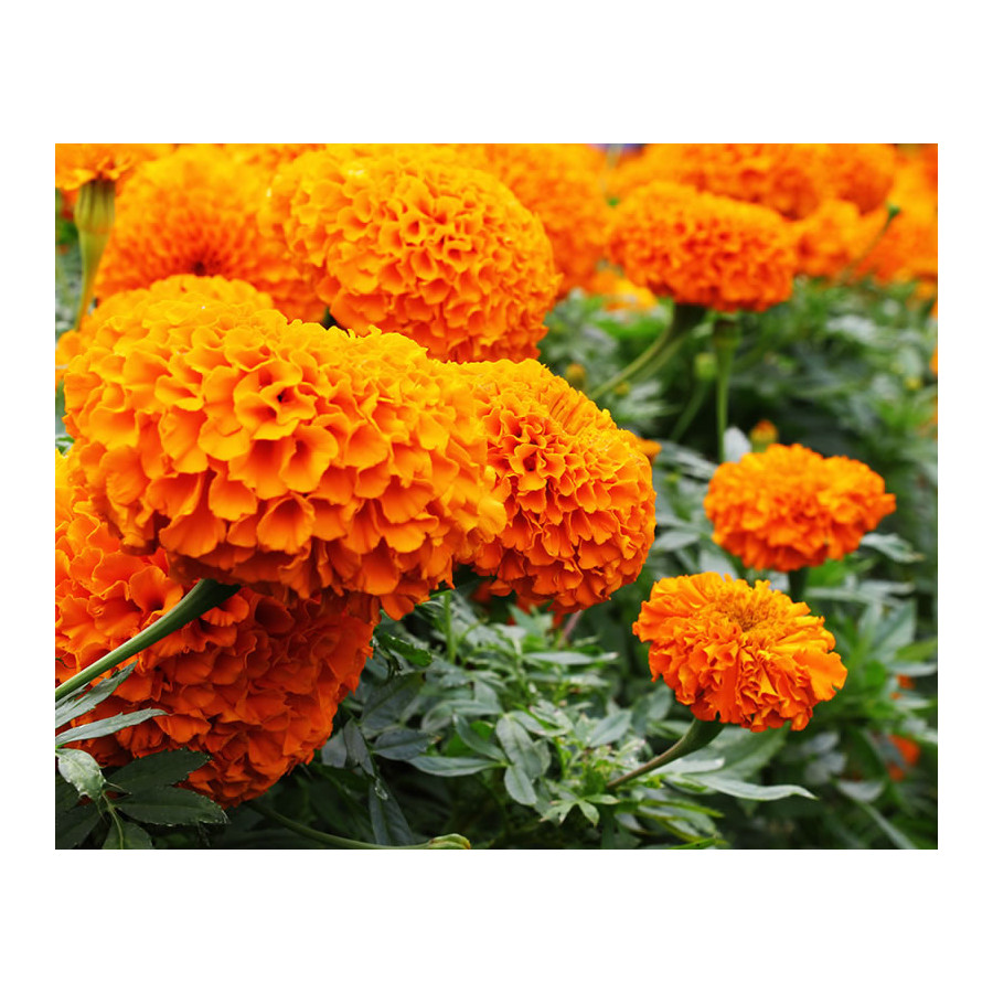 Marigold F1 Taishan Orange Colour Seeds - 80 Seeds Packet
