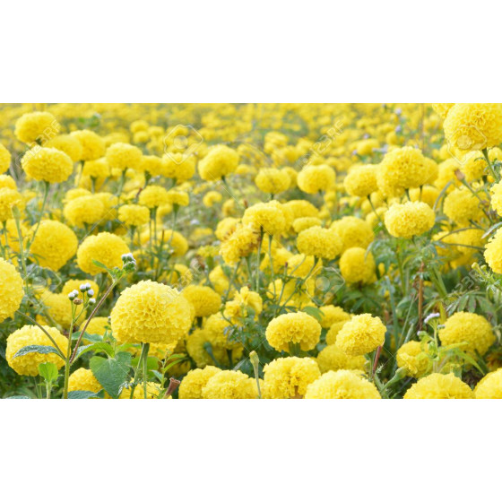 Marigold F1 Taishan Yellow Colour Seeds - 100 Seeds Packet