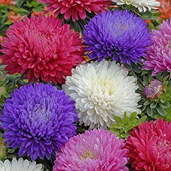 Aster Mixed Seeds - 50 Seeds Packet