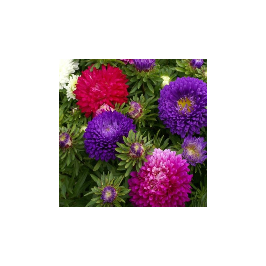 Aster Mixed Seeds - 50 Seeds Packet