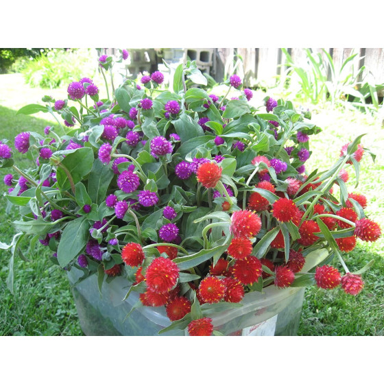 Gomphrena Choice Mixed Seeds-150 Seeds Packet