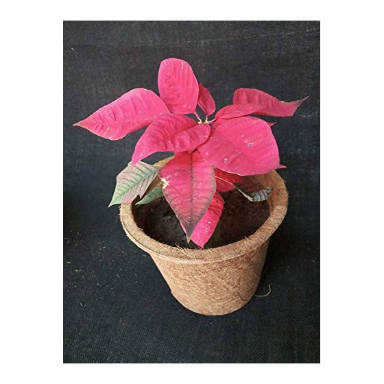 8 Inch Coir Pot by Bazodo - Eco-Friendly Biodegradable Plant Pot for Sustainable Gardening
