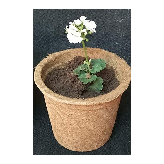 Bazodo 8 Inch Coir Pot - Eco-Friendly Biodegradable Plant Pot for Sustainable Gardening