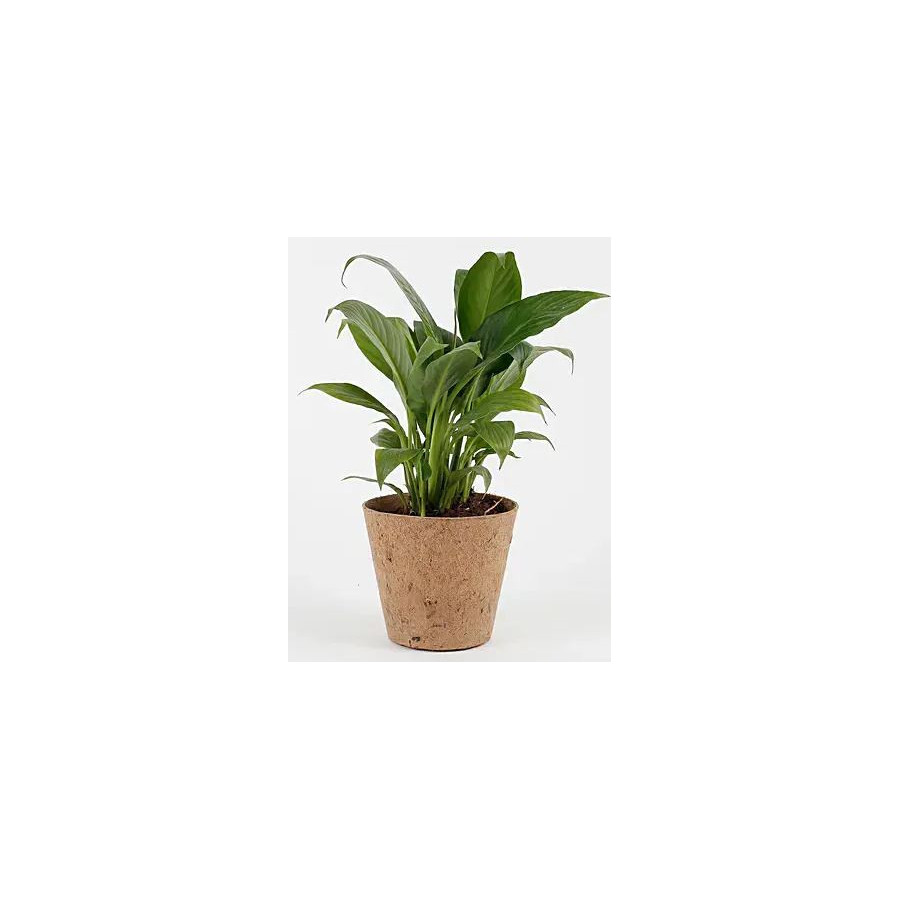 Bazodo 10 Inch Coir Pot - Eco-Friendly Biodegradable Plant Pot for Sustainable Gardening