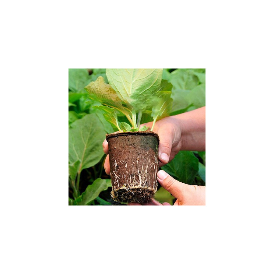 3 Inch Coir Seedling Pot - Seed Germination Cup - Bazodo