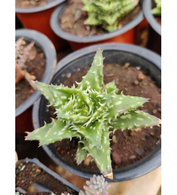 Aloe juvenna - Succulent Plant