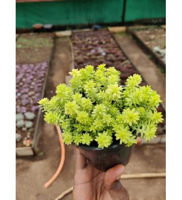 Sedum japonicum - Succulent...
